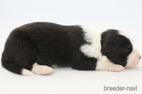 成約済の神奈川県のボーダーコリー-359941の6枚目